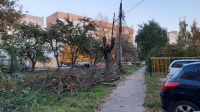 В избирательном округе №15 ведется опиловка деревьев В избирательном округе №15 ведется опиловка деревьев